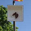 Kommers_2012_020
