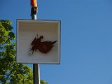 IMG_9879.JPG